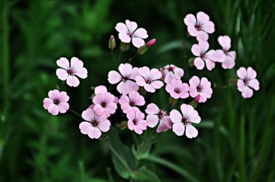 麦蓝菜和满天星幼苗的区别(图)(图4)