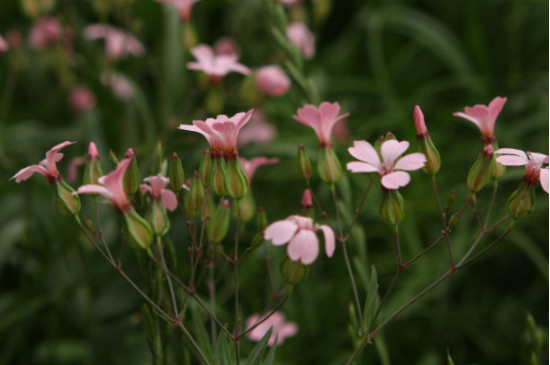 麦蓝菜和满天星幼苗的区别(图)(图3)