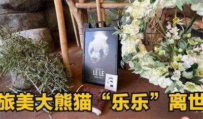 ​网友呼吁提前接旅美大熊猫丫丫回国 丫丫到底怎么了？