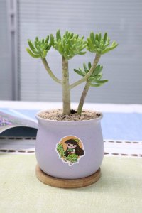 ​八千代怎么修剪