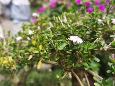 ​六月雪怎么修剪