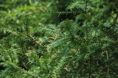 红豆杉怎么授粉