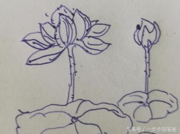 荷花怎么画简笔画步骤图解（少儿简笔画一学就会）(8)