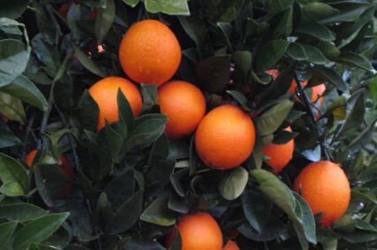 橙子树苗如何栽培及管理(图2)