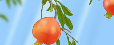 ​石榴花的寓意