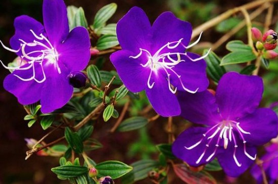 巴西野牡丹耐寒吗(图2)