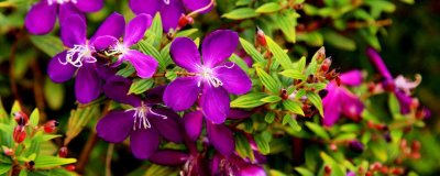 ​巴西野牡丹耐寒吗