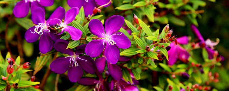 巴西野牡丹耐寒吗(图1)