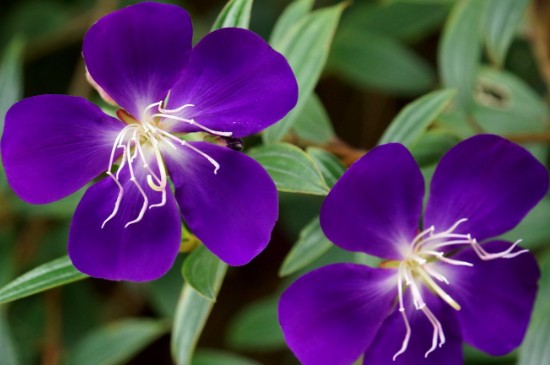 巴西野牡丹耐寒吗(图4)