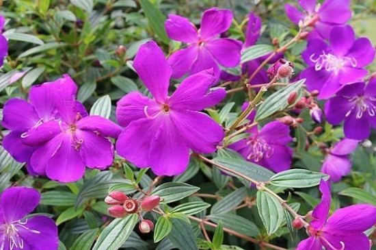 巴西野牡丹耐寒吗(图3)