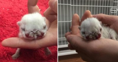 沈阳现双头三眼猫 主人给猫宝起名字叫“赤丸”