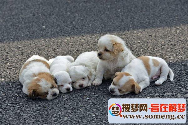 周公解梦梦见很多狗(梦见很多狗的预兆)