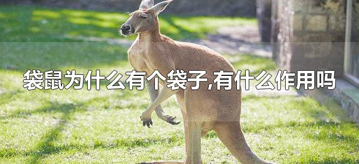 袋鼠为什么有个袋子,有什么作用吗