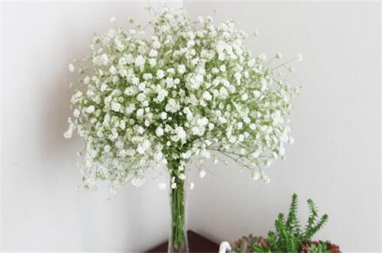 白色满天星花语和寓意(图)(图2)