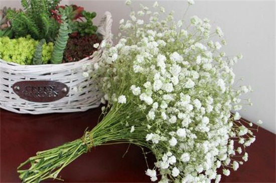 白色满天星花语和寓意(图)(图3)