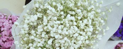 ​白色满天星花语和寓意（图）