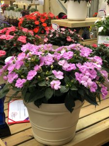 ​盆栽凤仙花怎么养才好，掉骨朵怎么办