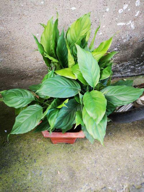 万年青的象征意义是什么(万年青的象征意义介绍)