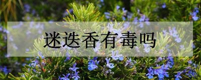 香有毒吗(普通香有毒吗)