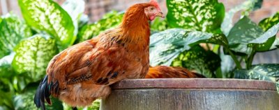 ​母鸡和公鸡的区别是什么