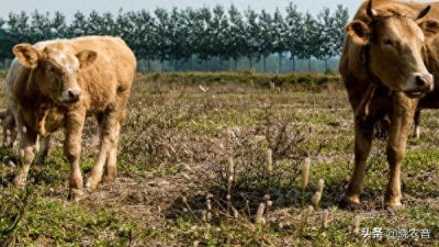 牛怎样交匹配的?