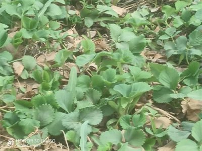 ​种植草莓的方法与如何管理