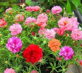 适合家里养的花卉盆栽(家庭最适合养的盆栽花卉有哪些)