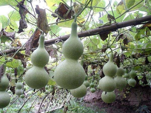 怎么种葫芦（干货分享葫芦的正确种植方法）