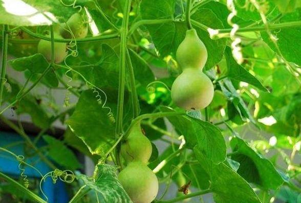 怎么种葫芦（干货分享葫芦的正确种植方法）