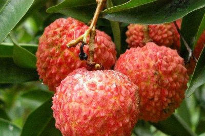 荔枝之乡(探访中国荔枝产地故事)