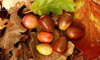 橡实是什么树的果实