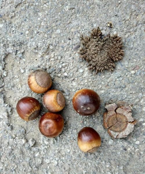 搞笑一家人橡实是什么东西