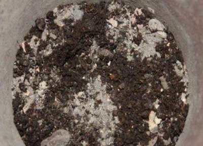 ​哪种饼肥最好用（什么样的饼肥养花最好）