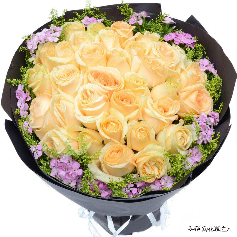 香槟玫瑰寓意（一文了解香槟玫瑰的花语含义）