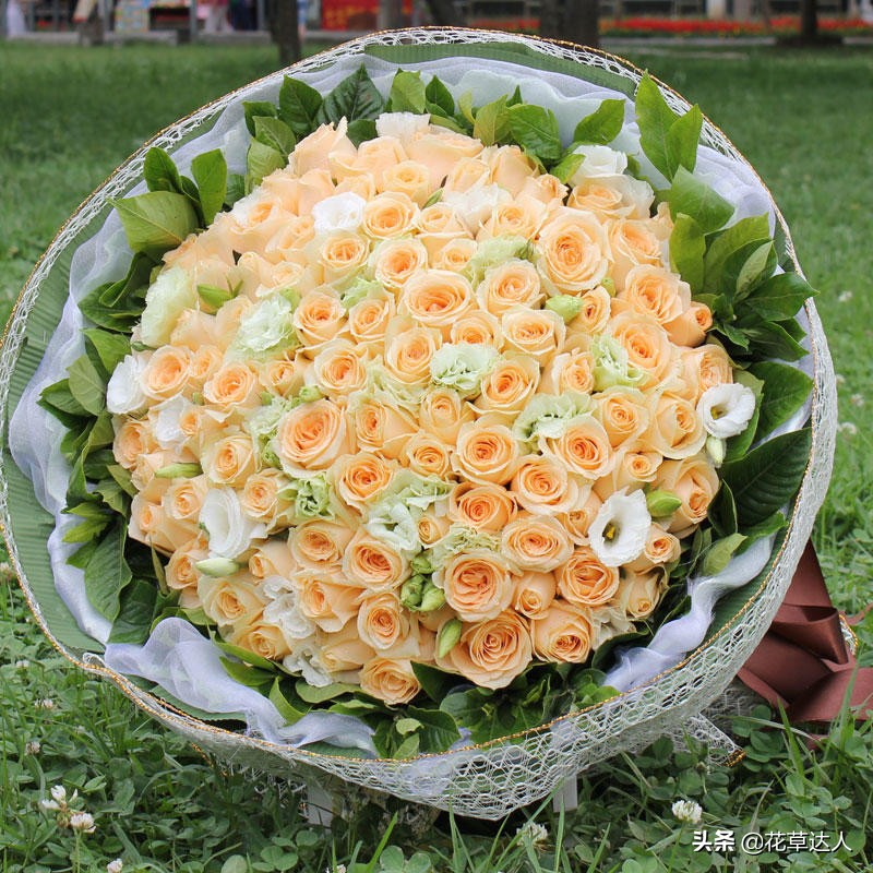 香槟玫瑰寓意（一文了解香槟玫瑰的花语含义）