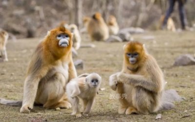 ​世界上最酷的猴子 金丝猴浑身金灿灿(是保护动物)