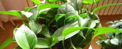 啤酒浇绿萝的正确方法(啤酒浇绿萝正确步骤分享)