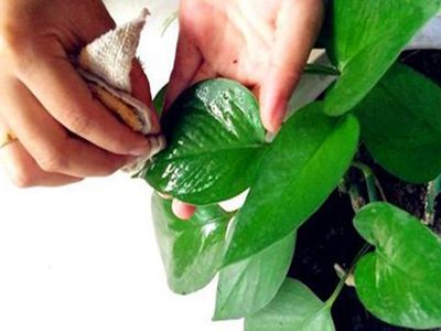 啤酒浇绿萝的正确方法（啤酒浇绿萝正确步骤分享）