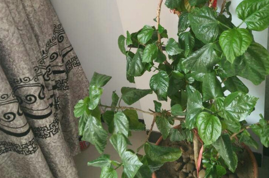 为什么牡丹的叶子总是张不开(图3)