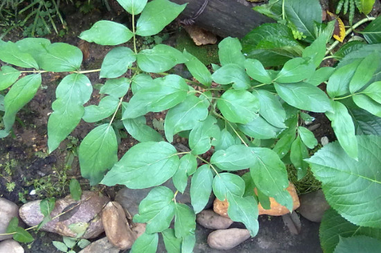 为什么牡丹的叶子总是张不开(图2)