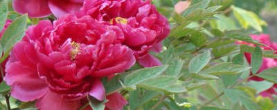 为什么牡丹的叶子总是张不开