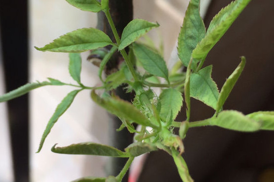 为什么牡丹的叶子总是张不开(图4)