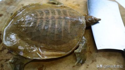 ​如何宰杀甲鱼 大厨教你：“如何宰杀甲鱼”做出来的汤不发腥，营养滋补味道好