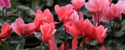 ​仙客来怎样繁殖和扦插