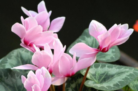 仙客来怎样繁殖和扦插(图3)