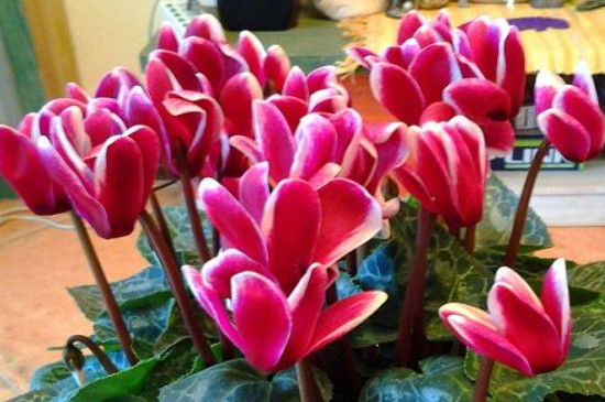 仙客来怎样繁殖和扦插(图2)