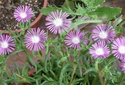 ​露子花与露草的区别