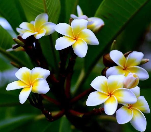 花语是希望与新生的花(象征着希望的花卉)