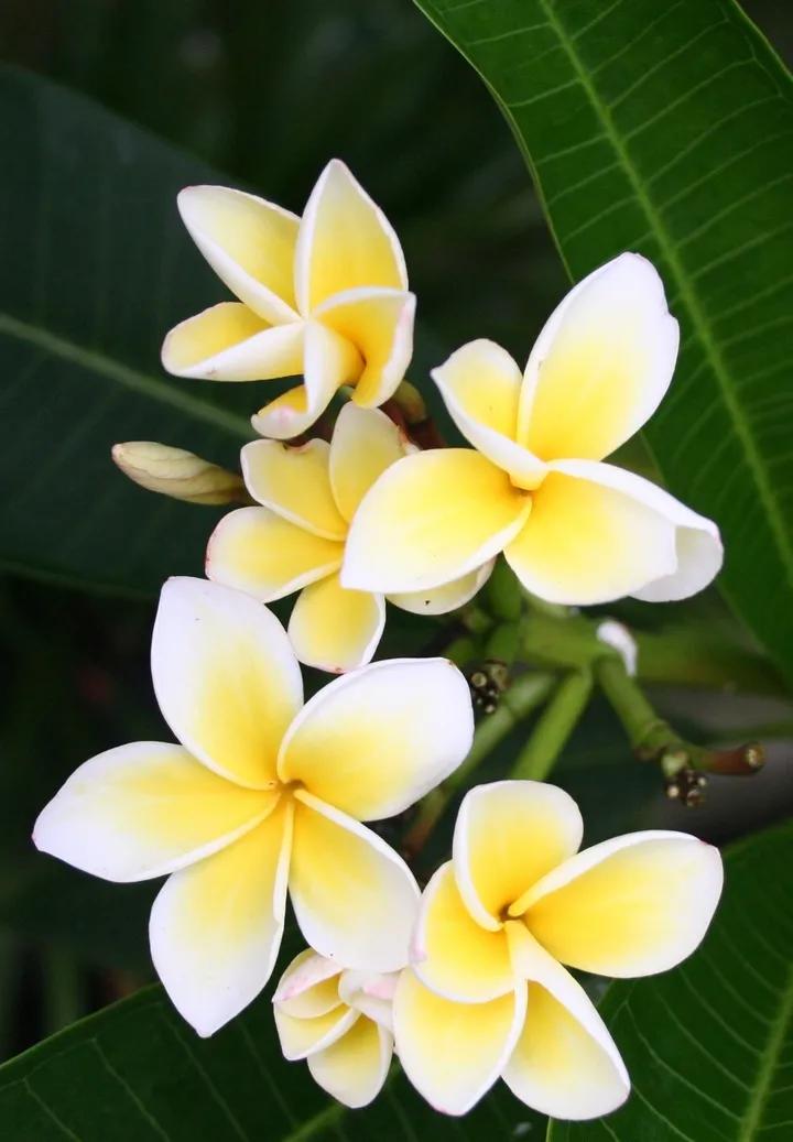 花语是希望与新生的花(象征着希望的花卉)