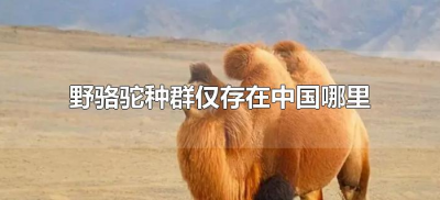 野骆驼种群仅存在中国哪里(仅存的野骆驼种群存在中国哪里)